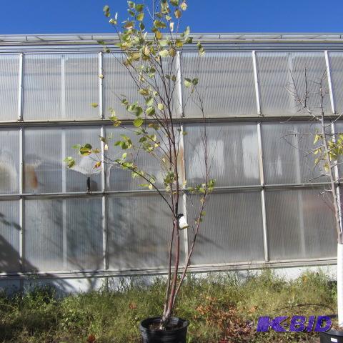 lot 42 image: Heritage Birch