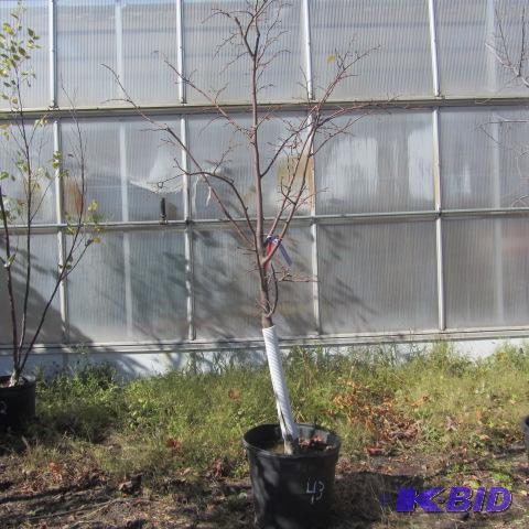 lot 43 image: Littleleaf Linden