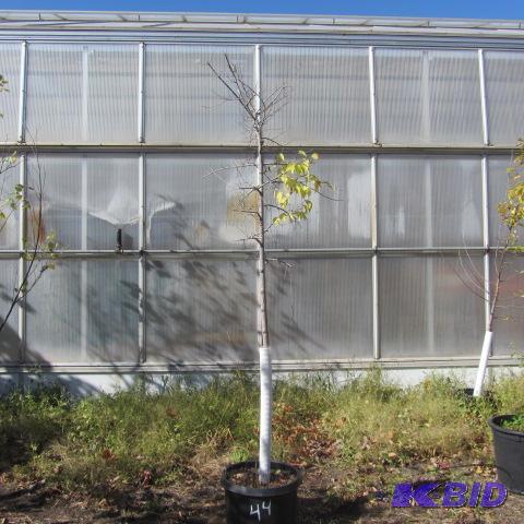 lot 44 image: Common Hackberry