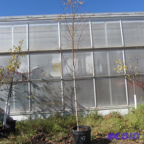 lot 47 image: Birch Tree