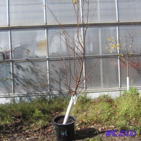 lot 48 image: Amur Chokeberry