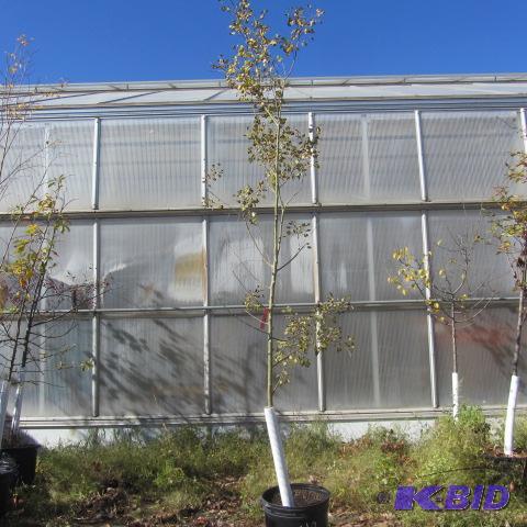 lot 49 image: Quaking Aspen