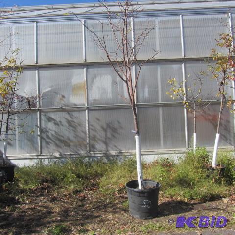 lot 50 image: Littleleaf Linden