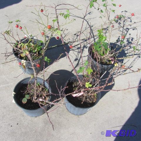 lot 61 image: Geo Vancouver Roses