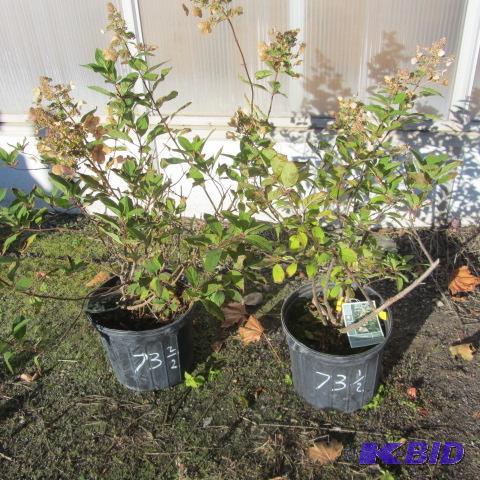 lot 73 image: Hydrangea Shrub