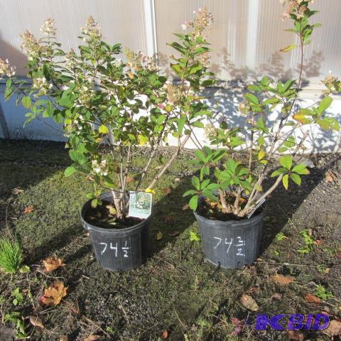 lot 74 image: Hydrangea Shrub