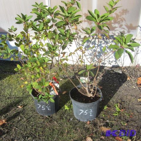 lot 75 image: Hydrangea Shrub