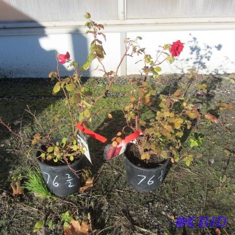 lot 76 image: Champlain Shrub Rose