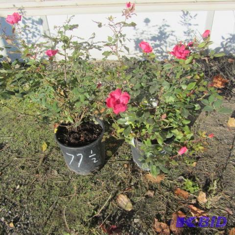 lot 77 image: Knock Out Roses
