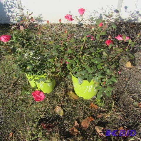 lot 78 image: Knock Out Roses