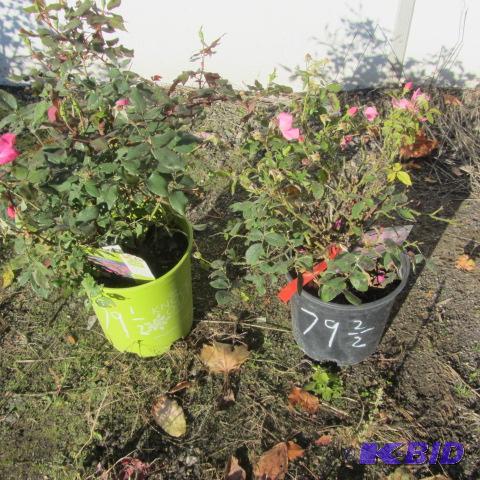 lot 79 image: Knock Out Roses