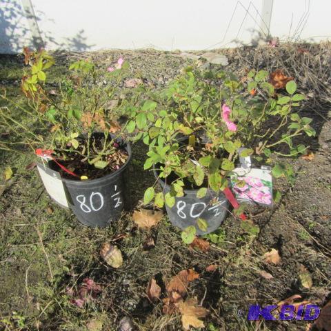 lot 80 image: Nearly Wild Roses