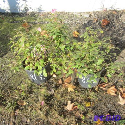 lot 81 image: Nearly Wild Roses