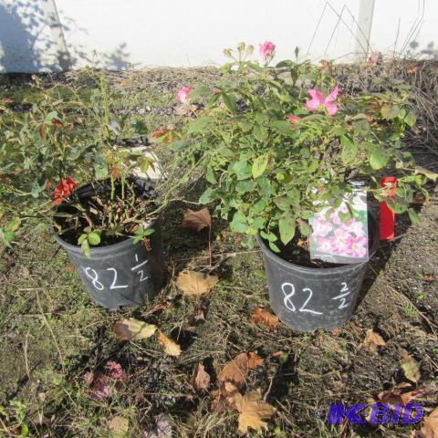 lot 82 image: Nearly Wild Roses