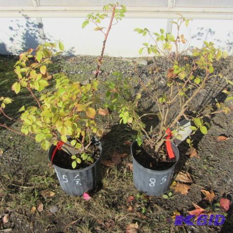 lot 85 image: Morden Roses