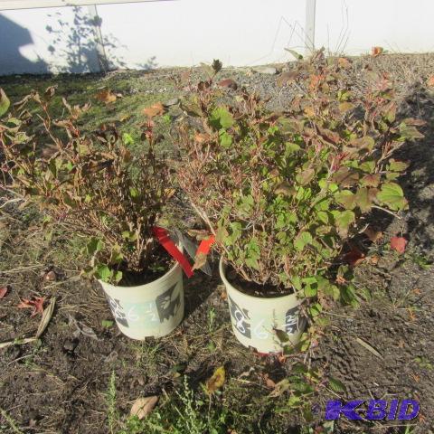 lot 86 image: Compact Cranberry
