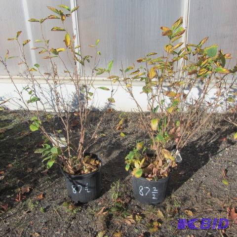 lot 87 image: Vernal Witchhazel