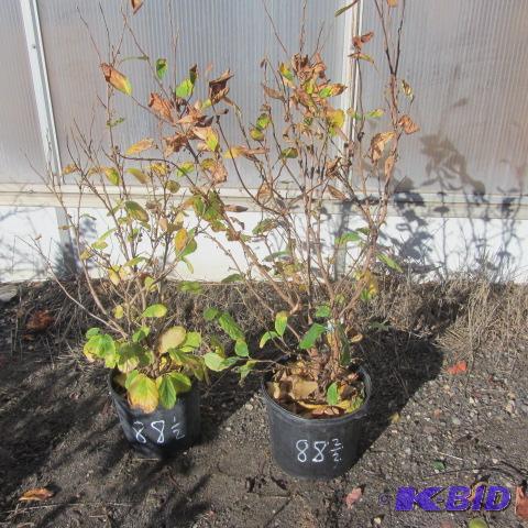 lot 88 image: Vernal Witchhazel