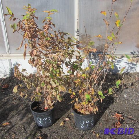 lot 89 image: Vernal Witchhazel