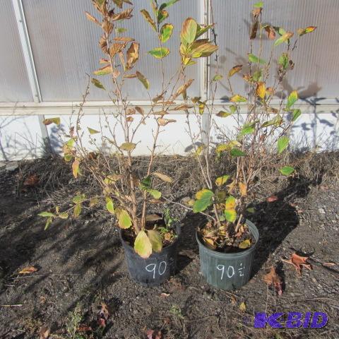 lot 90 image: Vernal Witchhazel