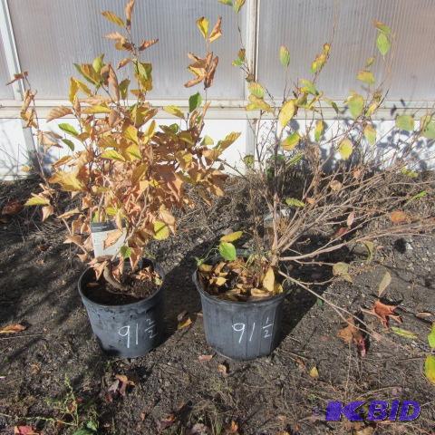 lot 91 image: Vernal Witchhazel
