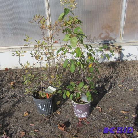lot 92 image: Hydrangea, Sand Cherry