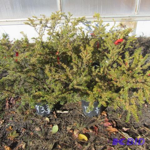 lot 93 image: Tauton Yews