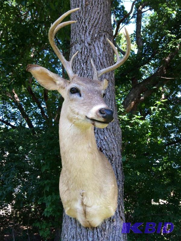 lot 15 image: Taxidermy  Deer Head