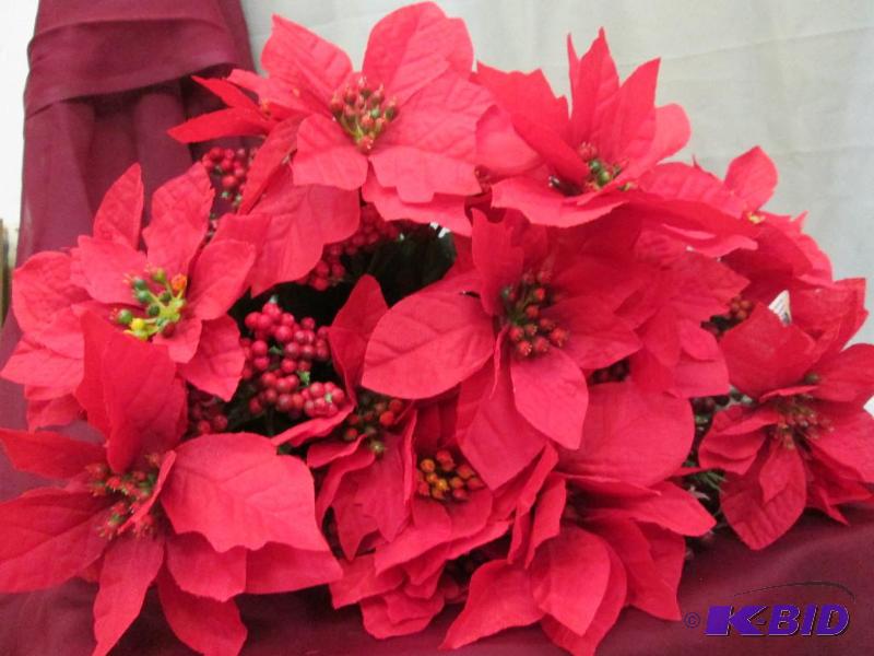 Red Poinsettia qty 6...