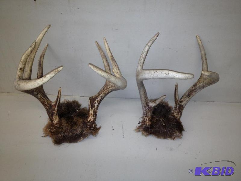 2 Pair Deer Antlers&nbsp...