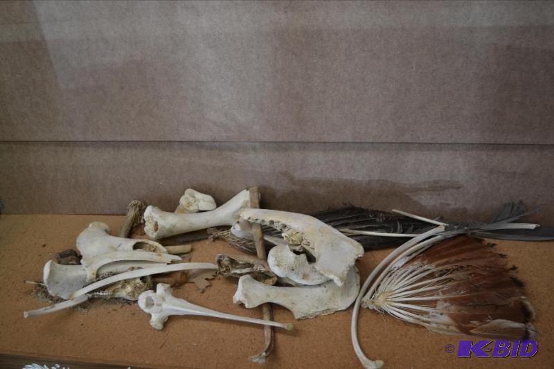 lot 100 image: Collection of Bones, Feathers