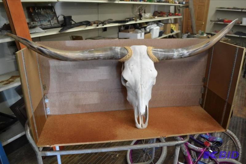 lot 101 image: Bull Skull, Horns
