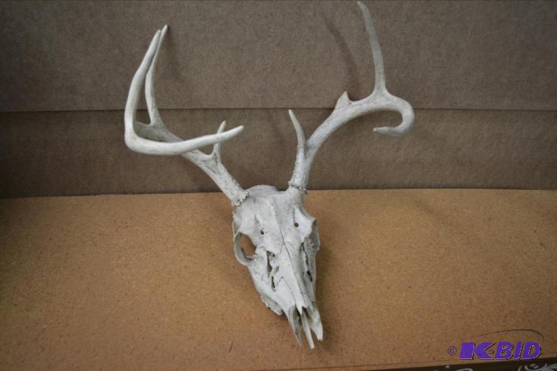 lot 94 image: Deer Antlers, Skull