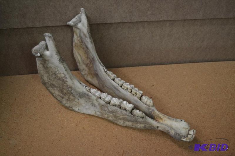 lot 96 image: Bovine Jaw Bone