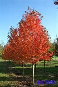 Autumn Blaze Maple, 10ft Height, Balled &amp...
