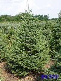 Black Hills Spruce, 6-7ft Height, Balled &amp...