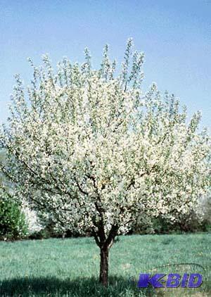 Spring Snow Crab, 9-10ft Height, Balled &amp...