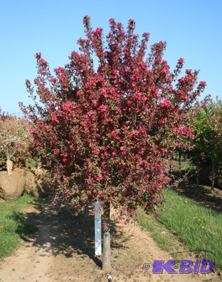 Adams Crab Apple, 8-10ft Height, Balled &amp...
