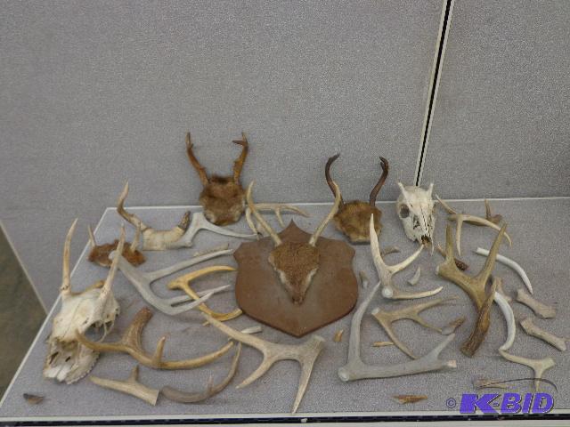 Antlers &amp Antler Parts Assorted Antlers &...