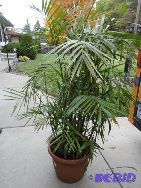 lot 355 image: Live plant in 16" pot...