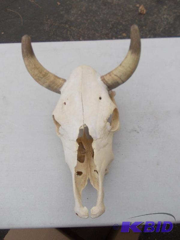 lot 13 image: Skull...