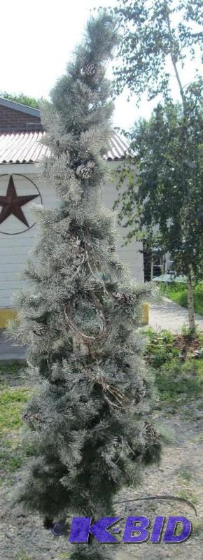Tall pine tree with snow, measures 95 inches ...