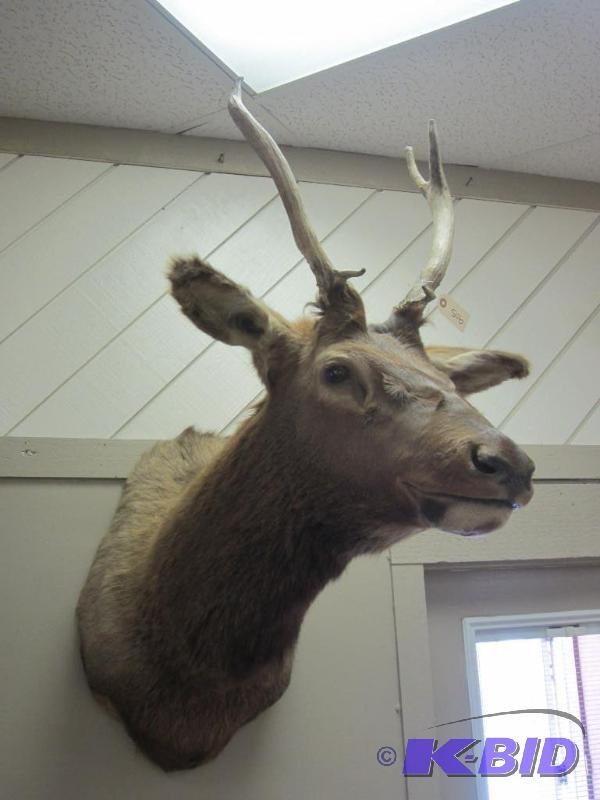 lot 70 image: Large Impressive Elk Mount