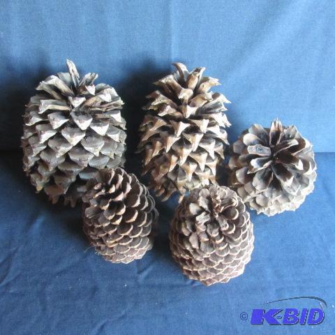 Hard To Find Large Pine Cones