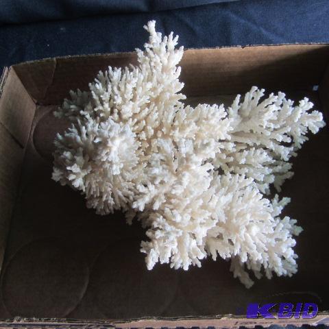 Large Coral Specimen