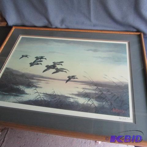 Kouba Ringnecks