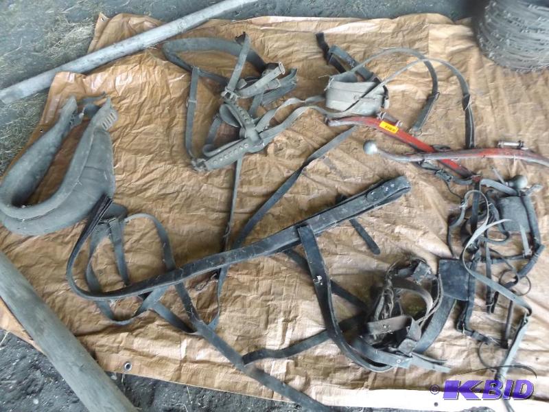 Old horse harnesses and straps and hames &nbs...
