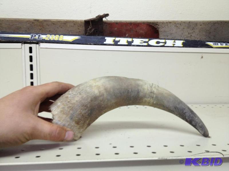 lot 109 image: Bull Horn&nbsp...