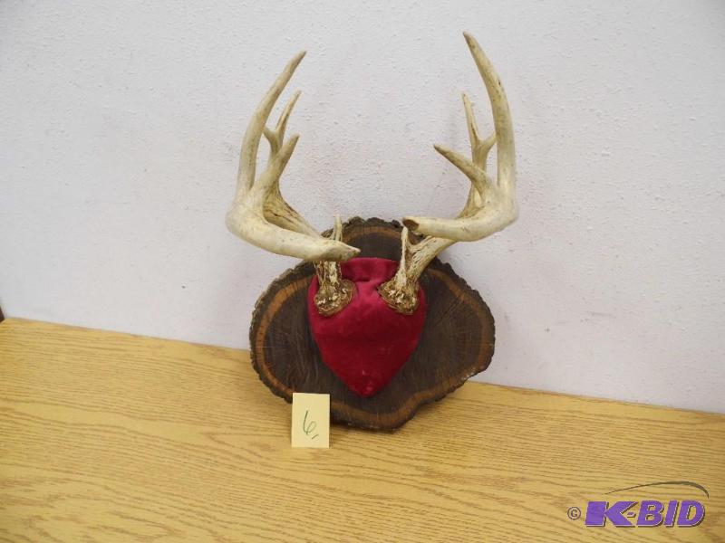 Deer Antlers