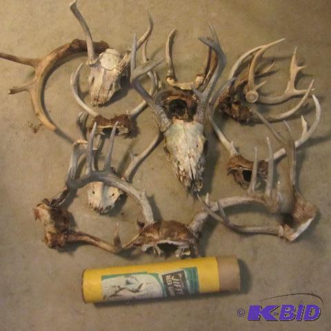 Antlers, Gambrel